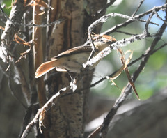 Pachyramphus aglaiae