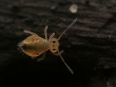 Dicyrtomina ornata
