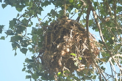 Pachyramphus aglaiae