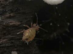 Dicyrtomina ornata