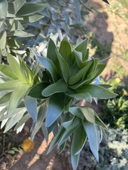 Leucadendron argenteum