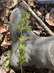 Dichanthelium commutatum