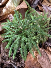 Dendrolycopodium