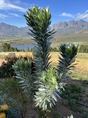 Leucadendron argenteum