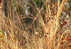 Prinia polychroa