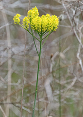 Polygala cymosa