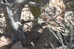 Ammospermophilus harrisii