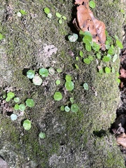Hydrocotyle verticillata