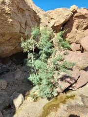 Tamarix usneoides