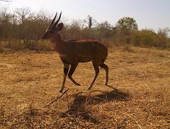 Tragelaphus scriptus