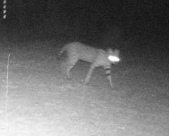 Leptailurus serval constantina