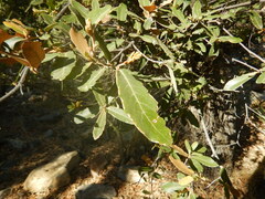 Quercus arizonica