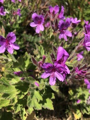 Pelargonium cucullatum cucullatum