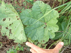 Malva sylvestris