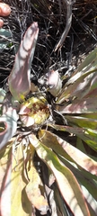 Protea laevis