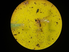 Elaphropeza ephippiata