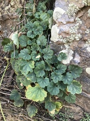 Heuchera sanguinea