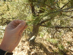 Pinus cembroides