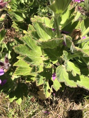 Pelargonium cucullatum cucullatum
