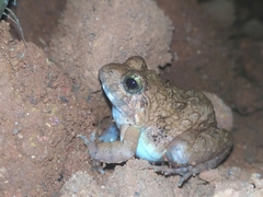 Minervarya rufescens