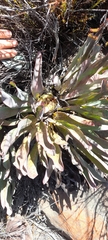 Protea laevis