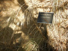 Muhlenbergia montana