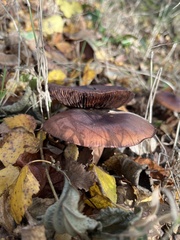 Lactarius rufus