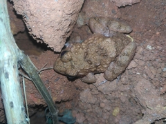 Minervarya rufescens