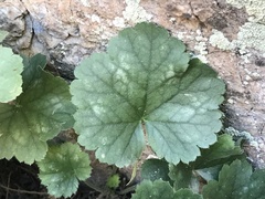 Heuchera sanguinea