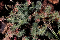 Indigofera hedyantha