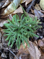 Dendrolycopodium
