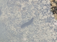 Australostichopus mollis