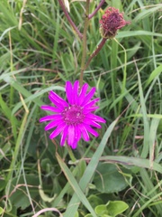 Senecio speciosus