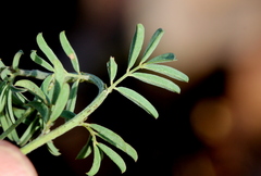 Indigofera hedyantha