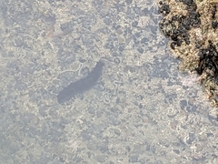 Australostichopus mollis