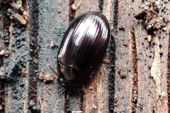 Platydema violacea