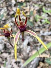 Caladenia arrecta