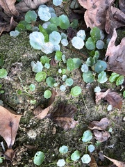 Hydrocotyle verticillata