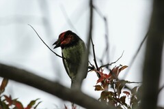 Lybius torquatus torquatus