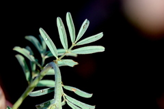 Indigofera hedyantha