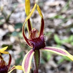Caladenia arrecta