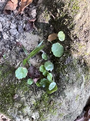Hydrocotyle verticillata
