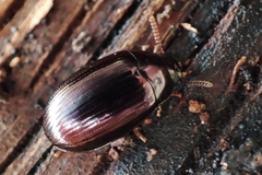 Platydema violacea