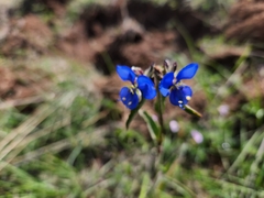 Commelina tuberosa