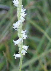 Spiranthes vernalis