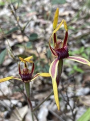 Caladenia arrecta