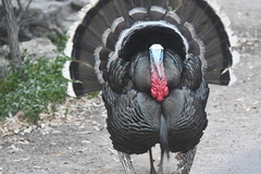 Meleagris gallopavo mexicana
