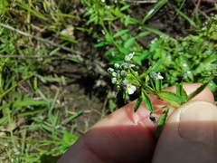 Violaceae