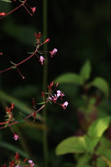 Lopezia racemosa