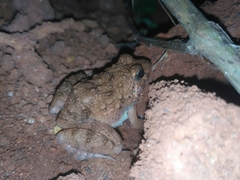 Minervarya rufescens